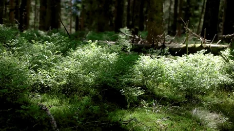 Walking on a Path in the Forest Pov of Hiker Walking on Trail Through the Forest Stock Footage 76833856