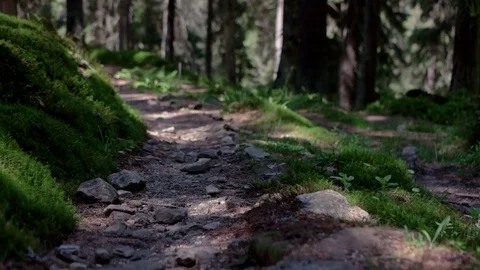 Walking on a Path in the Forest Pov of Hiker Walking on Trail Through the Forest Stock Footage 76834523