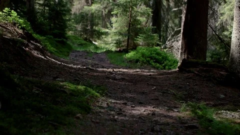 Walking on a Path in the Forest Pov of Hiker Walking on Trail Through the Forest Stock Footage 76834648