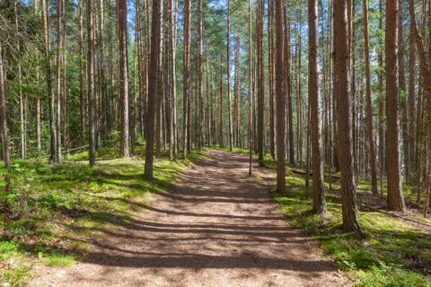 Walking path in forest at summer day Stock Photos