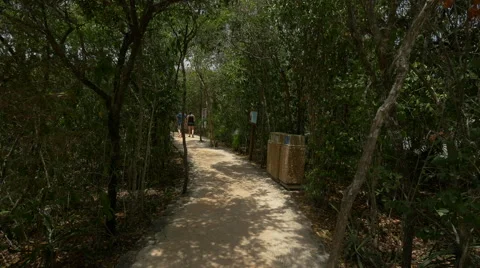 Walking on a path in the forest at Xel-Ha Park in Cancun Stock Footage 50278115