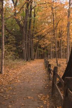 Walking Path Forward in the Autmn Stock Photos