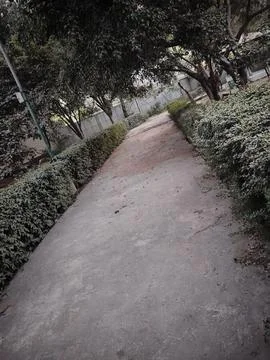 Walking Path of a Garden with Plants on both sides 스톡 사진