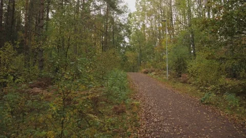 Walking Path in Green and Yellow Nordic Forest at Early Fall, Dolly Gimbal Walk. Stock Footage 229727022