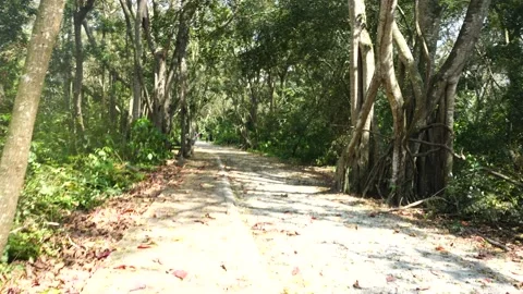 Walking on a Path in the green Forest,	 Stock Footage 132228808