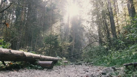 Walking on a path in the green forest. Stock Footage 278789973