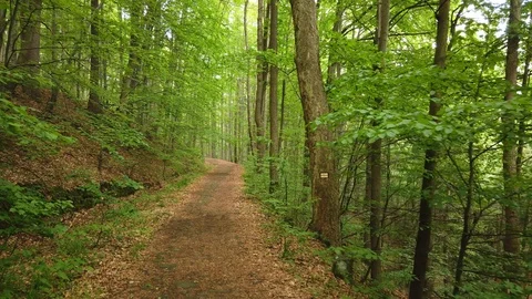 Walking on a Path in the green Forest, Steady Cam Shot. Pov of Hiker Walking on Stock Footage 122244495
