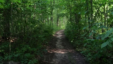 Walking on Path in Green Forest in Summer Season Point of View Stock Footage 346815535