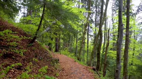 Walking on a Path in the green Forest. Walking on Trail Through the Forest Video stock 150595121