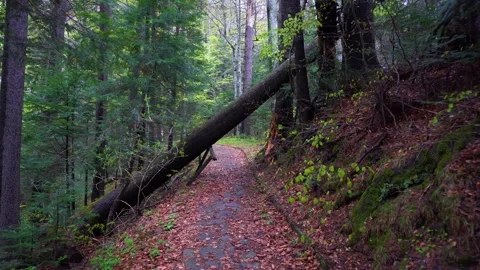Walking on a Path in the green Forest. Walking on Trail Through the Forest Video stock 150595446