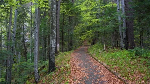 Walking on a Path in the green Forest. Walking on Trail Through the Forest Video stock 150595580