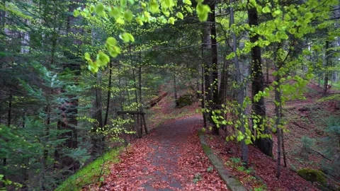 Walking on a Path in the green Forest. Walking on Trail Through the Forest Video stock 150595669