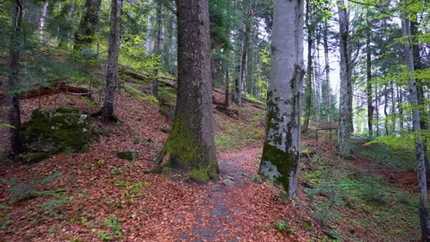 Walking on a Path in the green Forest. Walking on Trail Through the Forest Stock-Footage 150595670