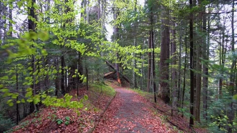 Walking on a Path in the green Forest. Walking on Trail Through the Forest 動画素材 150595703