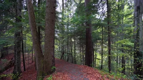 Walking on a Path in the green Forest. Walking on Trail Through the Forest Video stock 150595756