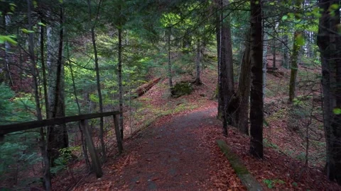 Walking on a Path in the green Forest. Walking on Trail Through the Forest Stock Footage 150595794