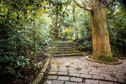 Walking Path in Hakone, Japan Stock Photos