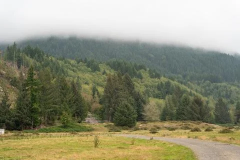 A walking path to the horizon in a local state park surrounded by lush greenery. Foto stock