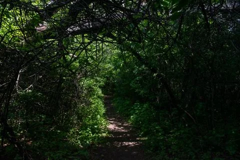 A walking path to the horizon in a local state park surrounded by lush greenery. Stock Photos