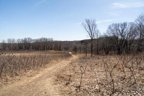 A walking path to the horizon in a local state park surrounded by winter trees. Stock Photos