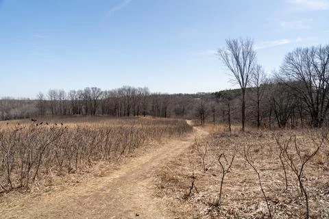 A walking path to the horizon in a local state park surrounded by winter trees. Stock Photos