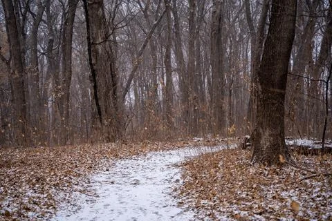A walking path to the horizon in a local state park surrounded by winter trees. Stock Photos