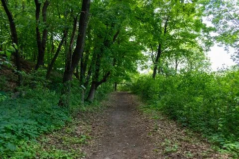 A walking path to the horizon in a local state park surrounded by lush greenery. Stock Photos