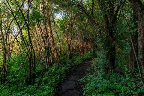 A walking path to the horizon in a local state park surrounded by lush greenery. Stock Photos