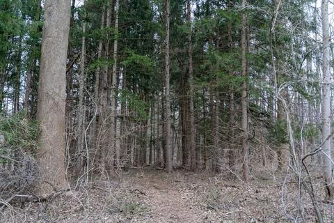 A walking path to the horizon in a local state park surrounded by lush greenery. Stock Photos