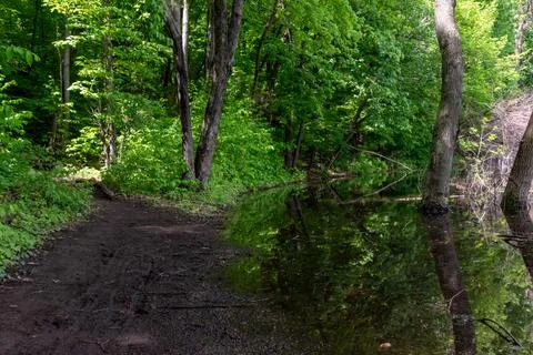 A walking path to the horizon in a local state park surrounded by lush greenery. Stock Photos
