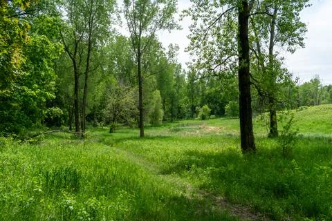 A walking path to the horizon in a local state park surrounded by lush greenery. Foto stock