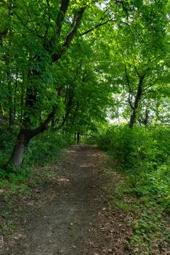 A walking path to the horizon in a local state park surrounded by lush greenery. Stock Photos