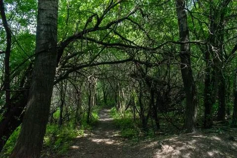 A walking path to the horizon in a local state park surrounded by lush greenery. Stock Photos