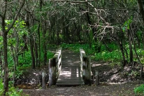 A walking path to the horizon in a local state park surrounded by lush greenery. Stock Photos
