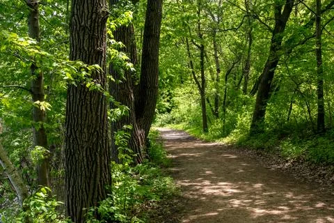 A walking path to the horizon in a local state park surrounded by lush greenery. Stock Photos