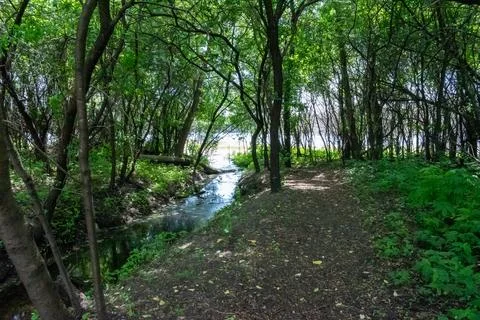 A walking path to the horizon in a local state park surrounded by lush greenery. Stock Photos