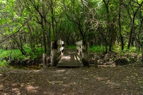 A walking path to the horizon in a local state park surrounded by lush greenery. Stock Photos