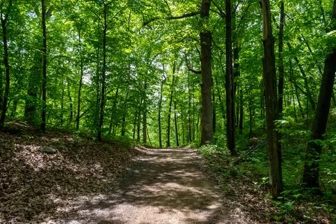 A walking path to the horizon in a local state park surrounded by lush greenery. Stock Photos