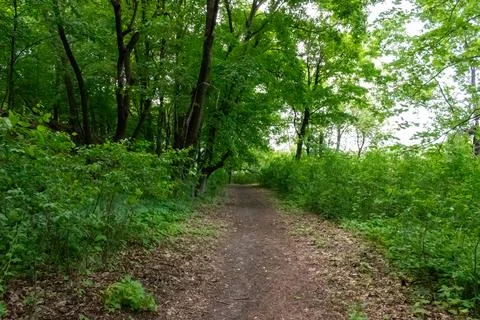 A walking path to the horizon in a local state park surrounded by lush greenery. Stock Photos