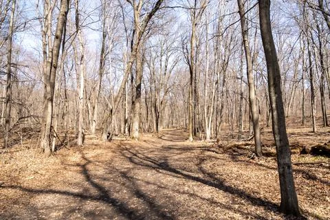 A walking path to the horizon in a local state park surrounded by winter trees. Stock Photos