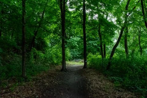 A walking path to the horizon in a local state park surrounded by lush greenery. Stock Photos