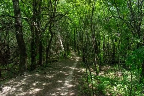 A walking path to the horizon in a local state park surrounded by lush greenery. Stock Photos