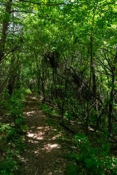 A walking path to the horizon in a local state park surrounded by lush greenery. Stock Photos