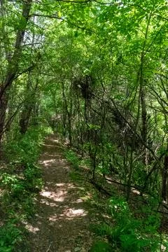 A walking path to the horizon in a local state park surrounded by lush greenery. Stock Photos