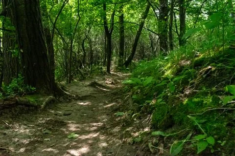 A walking path to the horizon in a local state park surrounded by lush greenery. Stock Photos