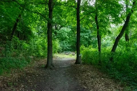 A walking path to the horizon in a local state park surrounded by lush greenery. Stock Photos