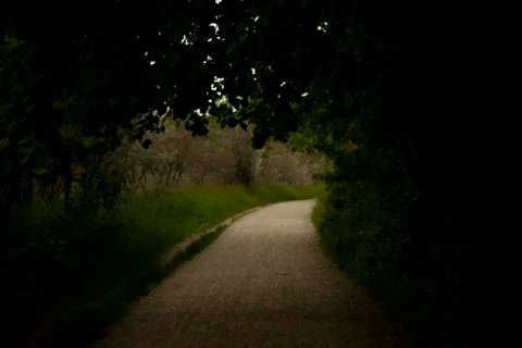 A walking path leading into light in a dark forest. Stock Photos