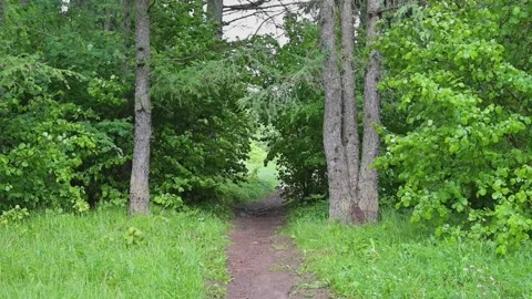 A walking path leads through a dense forest filled with green foliage and tall Stock Footage 339024268