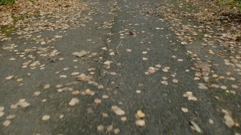 Walking path with leaves Video stock 120462228