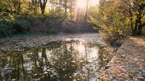 Walking on the path from leaves with lake and sun rays Stock Footage 143687872